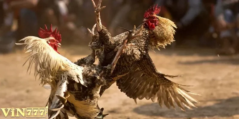 Cách người chơi nhận diện chiến kê có khả năng chiến đấu